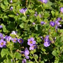 Bacopa diffusa 'Gulliver Dark Blue' (2)